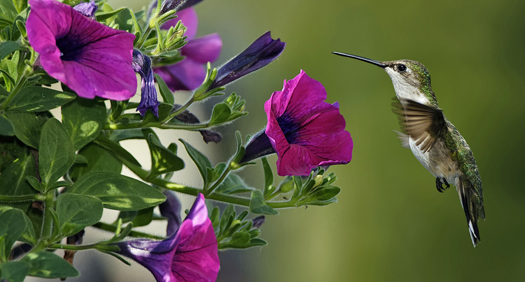 Hummingbird Garden - Rohsler's Allendale Nursery | Garden Center