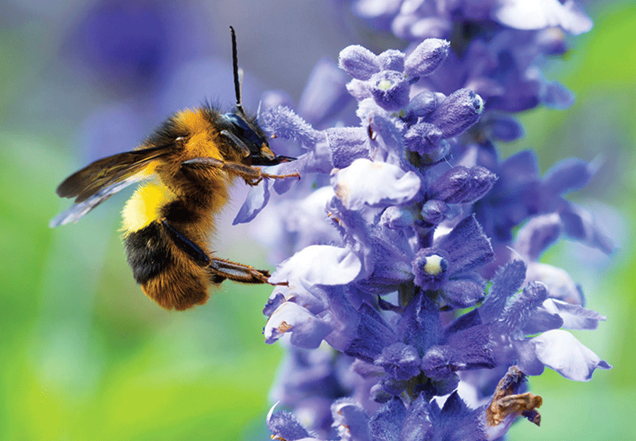 Bee Attracting Gardens