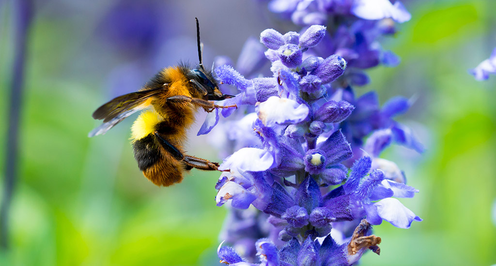 Bee Attracting Gardens