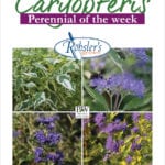 Caryopteris – Plant Of The Week