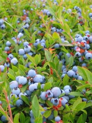 blueberryBushes