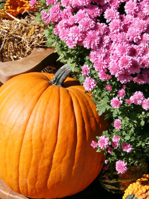 fall-mum-pumpkin