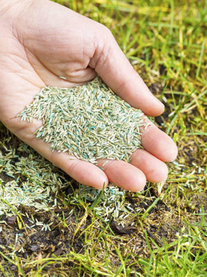 grass-seed