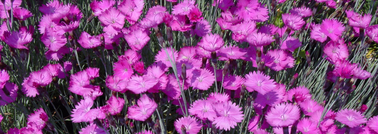 Divinely Spicy Dianthus