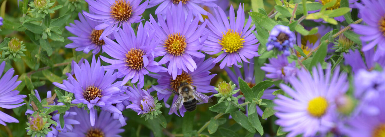 Aster – Plant of the Week