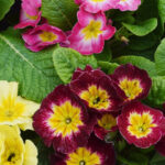 Plants of the Week: Pansies and Violas