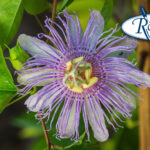 Plant of the Week – Purple Passionflower