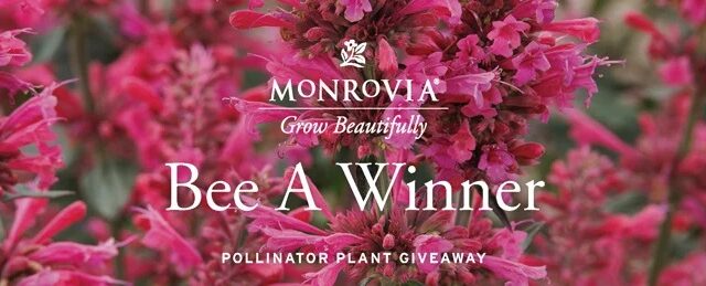 Buzzing with Excitement: Win a Free Plant with the Monrovia Pollinator Plant Giveaway