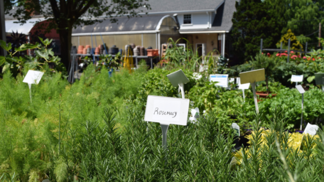 Tips for Herb Gardening Success in Bergen County, NJ