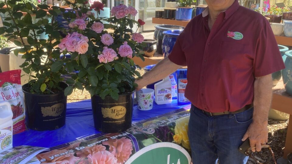 Jerry Amoroso on Rose Day